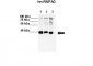HNRPA0 antibody - middle region